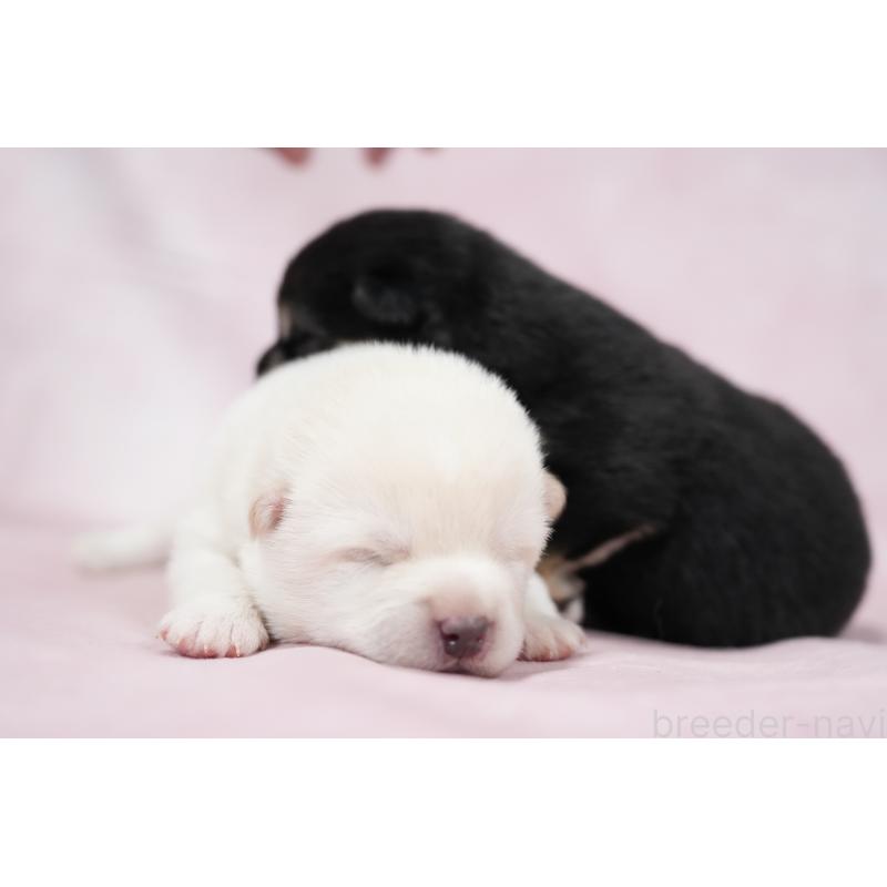 販売中の群馬県の柴犬-424035の4枚目