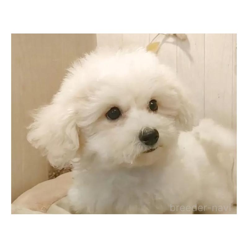 販売中の愛知県のビションフリーゼ-414534の10枚目