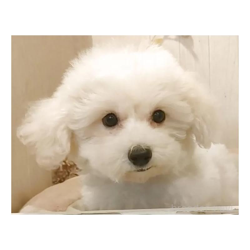 販売中の愛知県のビションフリーゼ-414534の9枚目