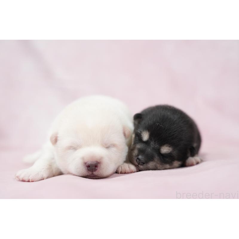 販売中の群馬県の柴犬-424035の3枚目