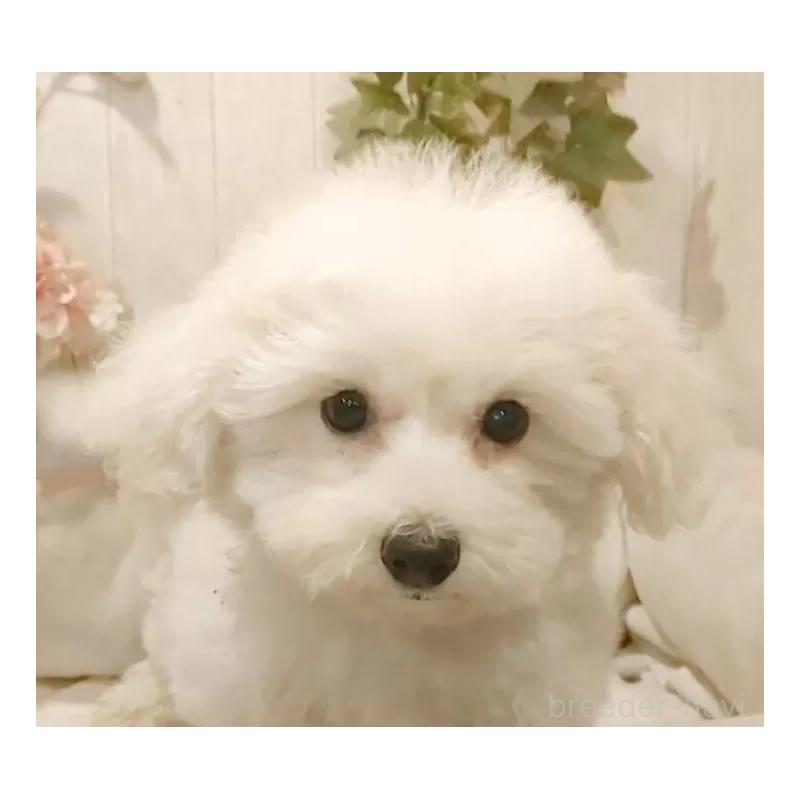 販売中の愛知県のビションフリーゼ-414534の8枚目