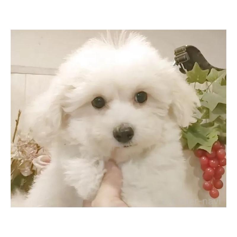 販売中の愛知県のビションフリーゼ-414534の7枚目