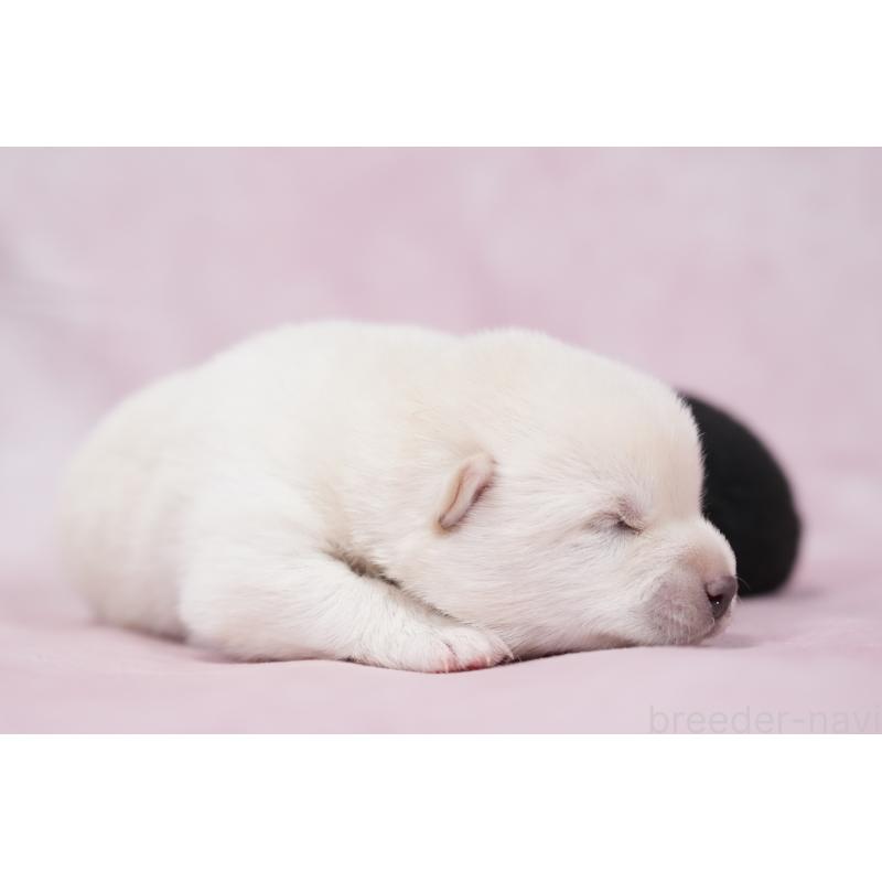 販売中の群馬県の柴犬-424035の2枚目