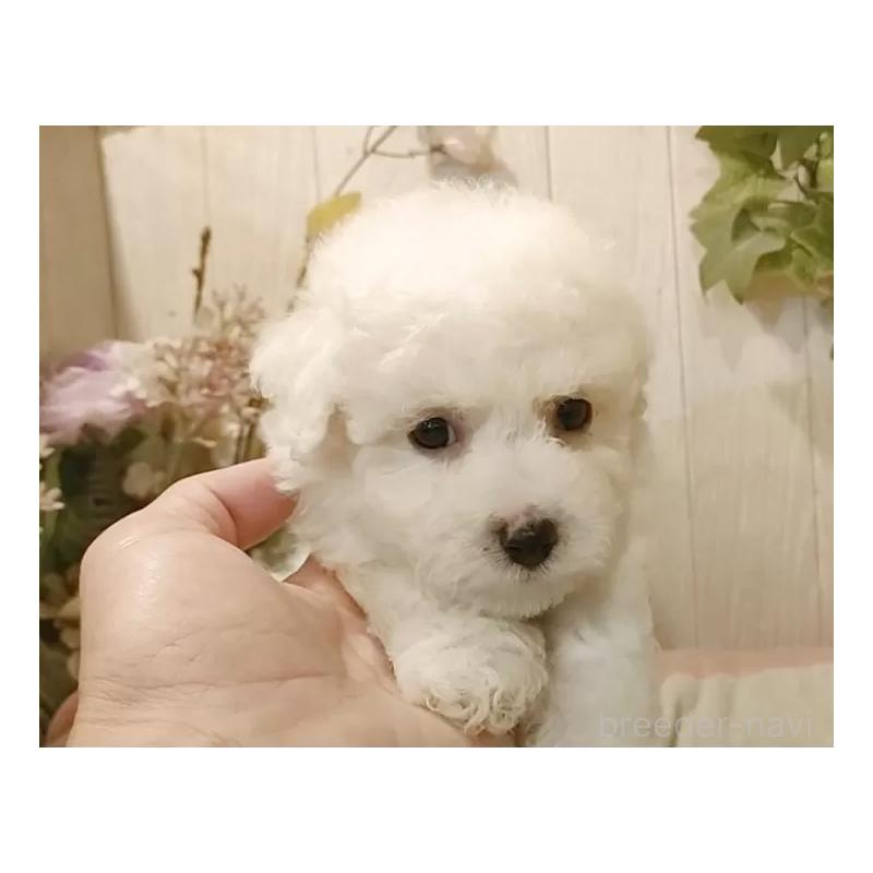 販売中の愛知県のビションフリーゼ-414534の6枚目