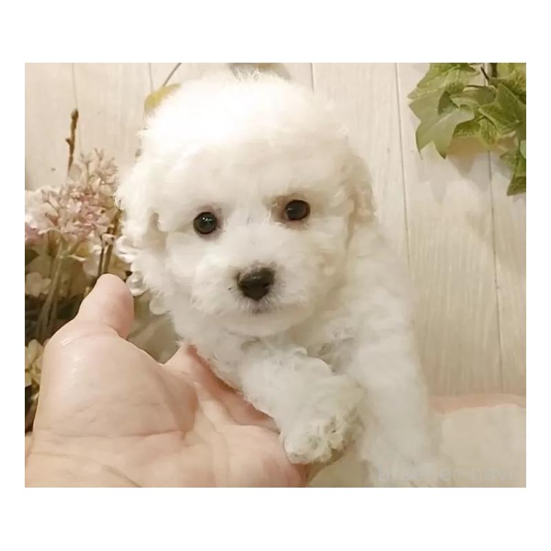 販売中の愛知県のビションフリーゼ-414534の5枚目