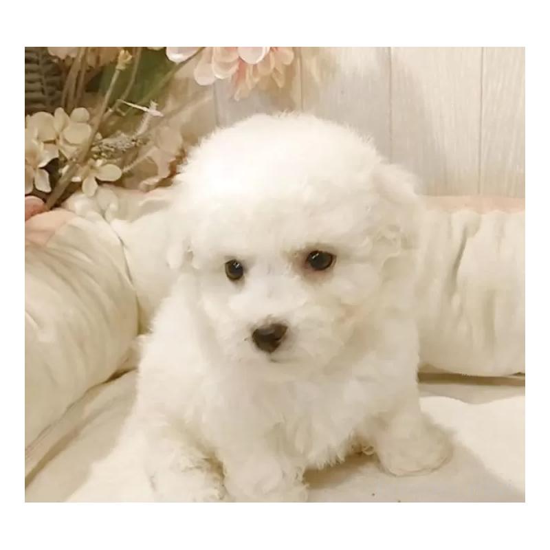 販売中の愛知県のビションフリーゼ-414534の4枚目