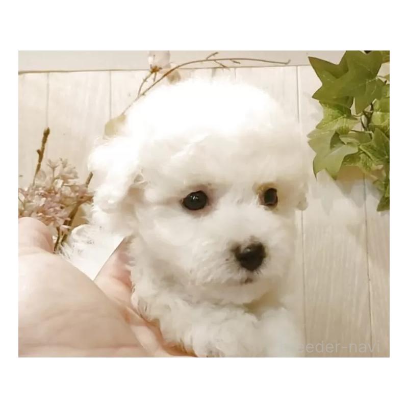 販売中の愛知県のビションフリーゼ-414534の3枚目