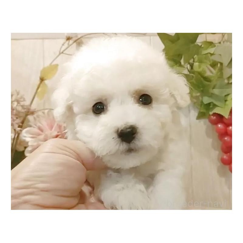 販売中の愛知県のビションフリーゼ-414534の2枚目