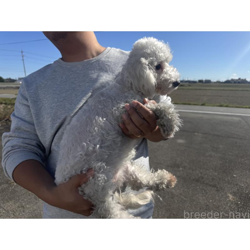 販売中の岐阜県のビションプー:ビションフリーゼ×トイプードル-392167の3枚目