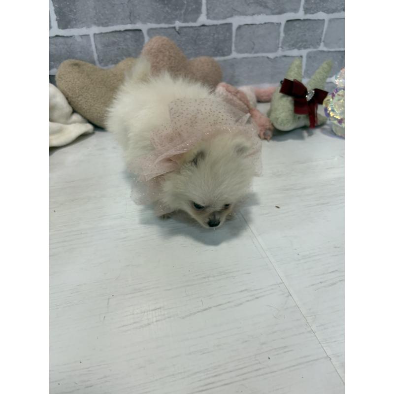 販売中の東京都のポメラニアン-424037の11枚目