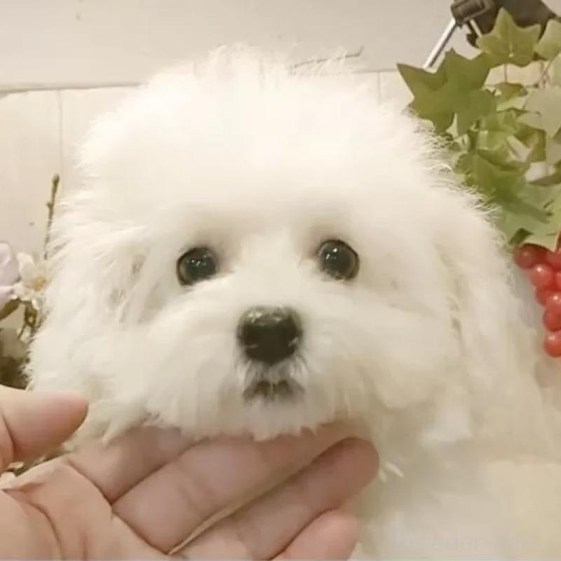 販売中の愛知県のビションフリーゼ-414546の1枚目