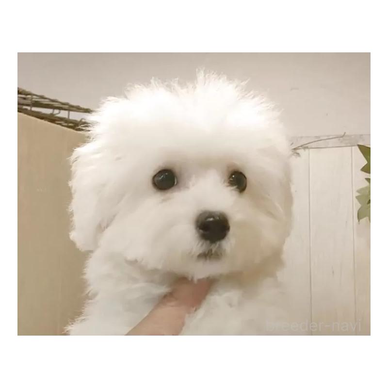 販売中の愛知県のビションフリーゼ-414546の13枚目