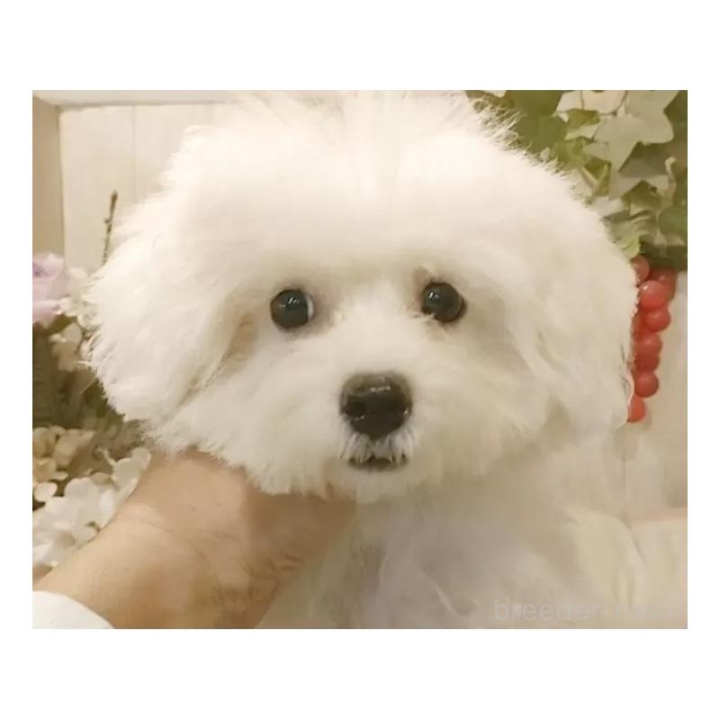 販売中の愛知県のビションフリーゼ-414546の11枚目