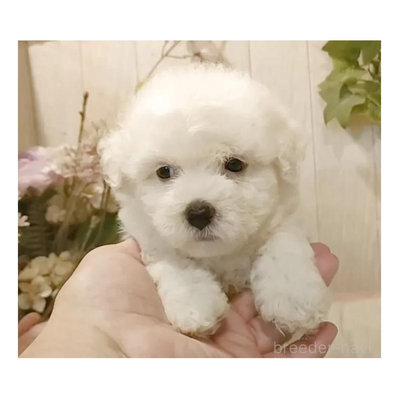 販売中の愛知県のビションフリーゼ-414546の6枚目