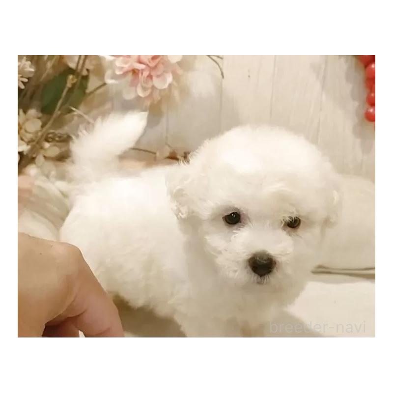 販売中の愛知県のビションフリーゼ-414546の5枚目