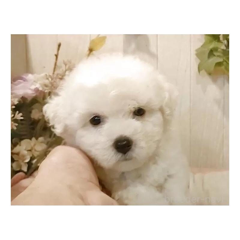 販売中の愛知県のビションフリーゼ-414546の4枚目