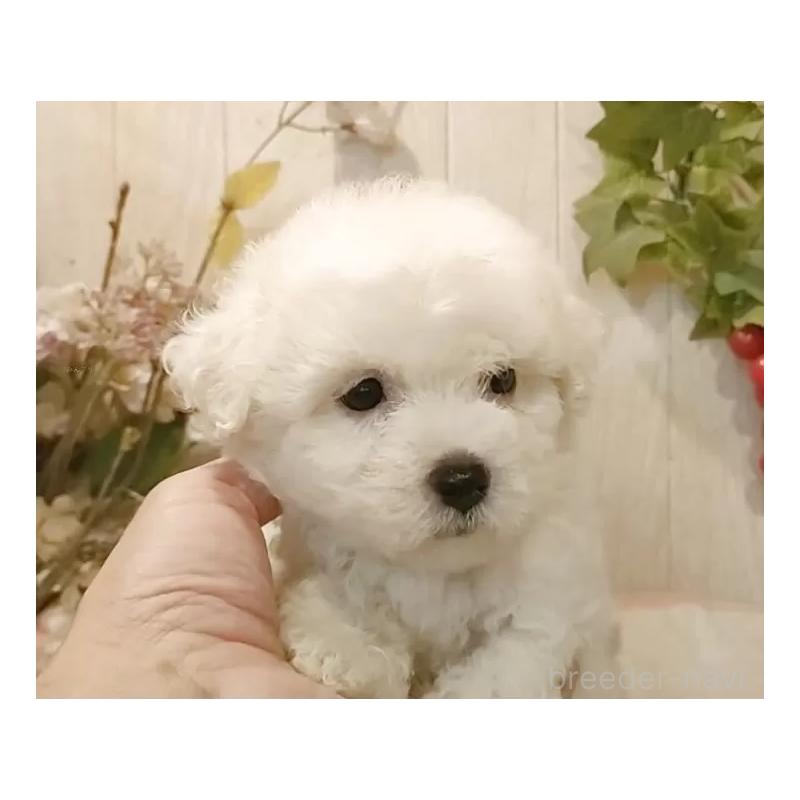 販売中の愛知県のビションフリーゼ-414546の3枚目