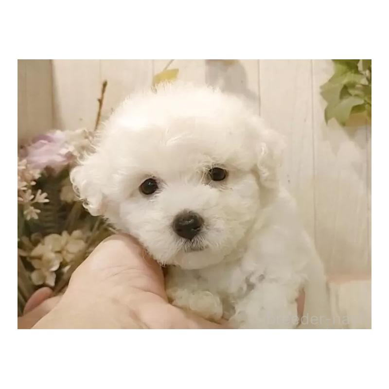 販売中の愛知県のビションフリーゼ-414546の2枚目