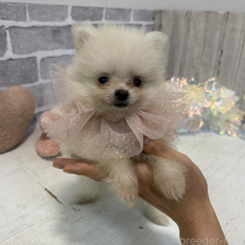 販売中の東京都のポメラニアン-424037の8枚目