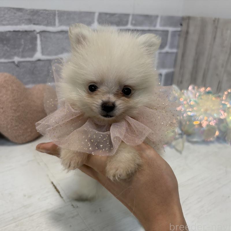 販売中の東京都のポメラニアン-424037の7枚目