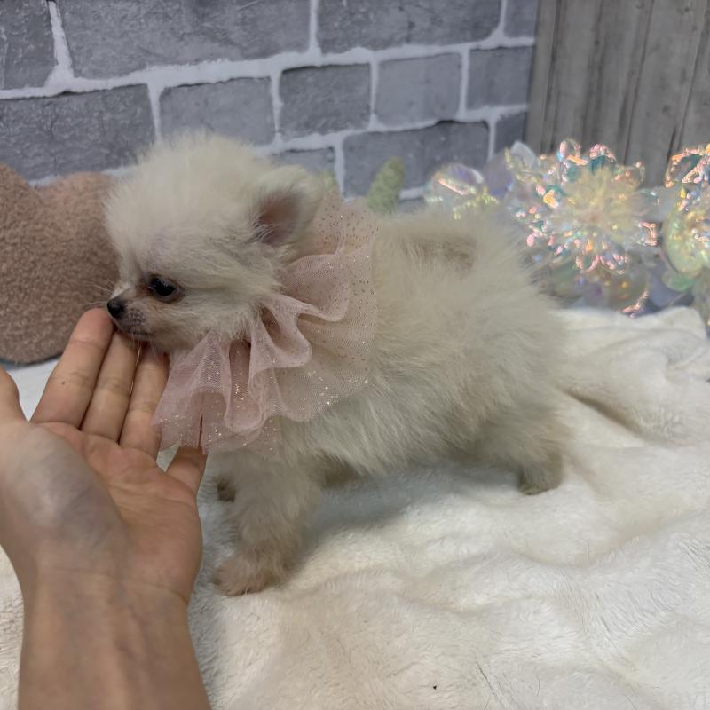 販売中の東京都のポメラニアン-424037の5枚目