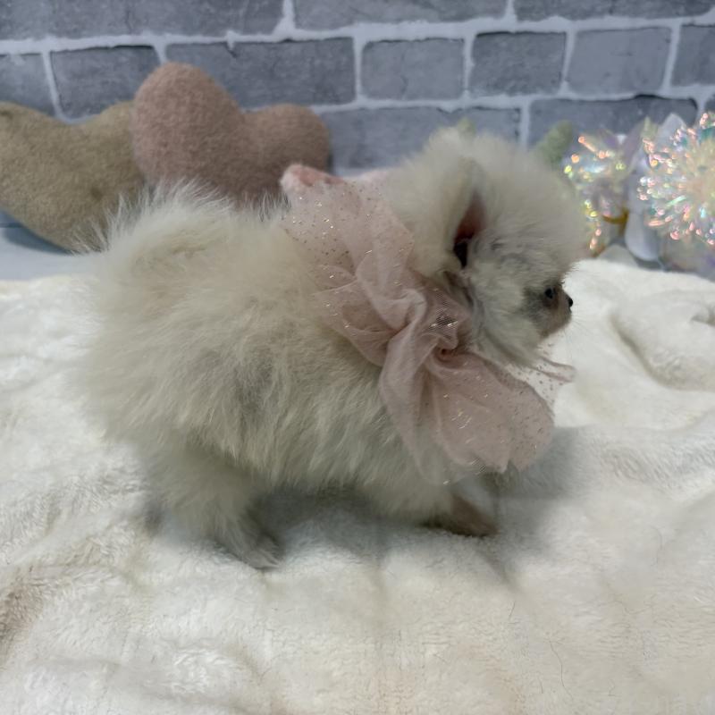 販売中の東京都のポメラニアン-424037の4枚目