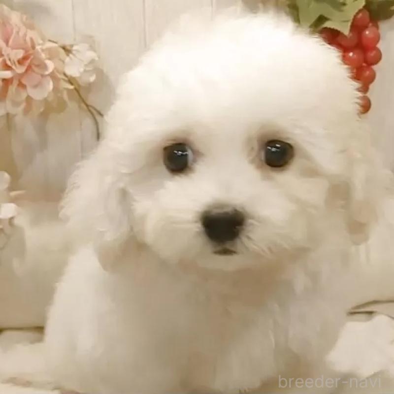 販売中ののビションフリーゼ-414555