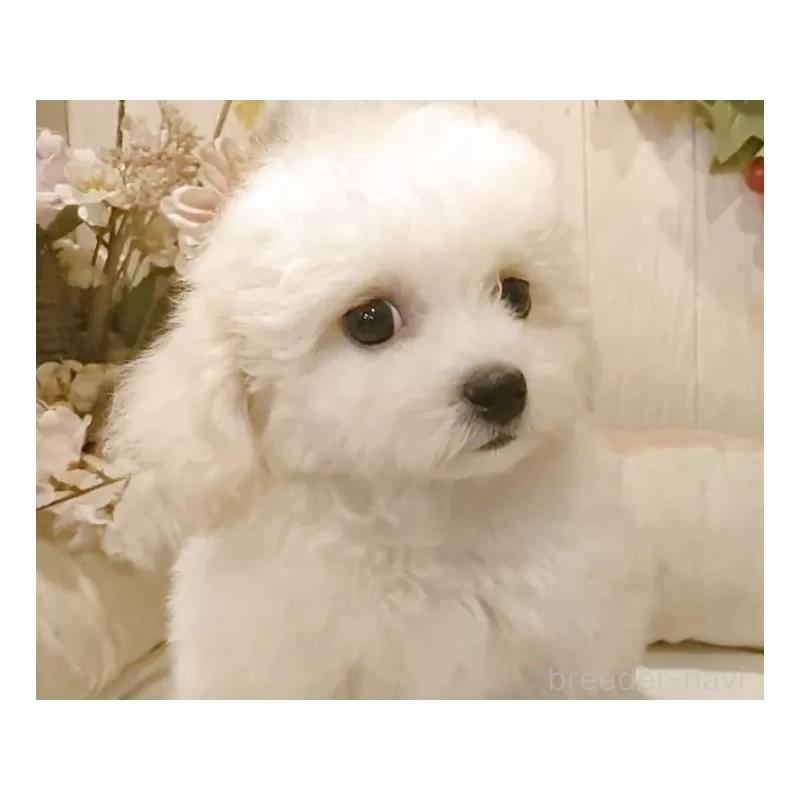 販売中の愛知県のビションフリーゼ-414555の14枚目