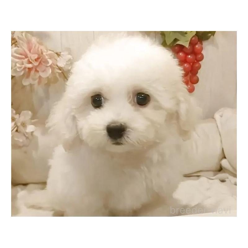 販売中の愛知県のビションフリーゼ-414555の13枚目