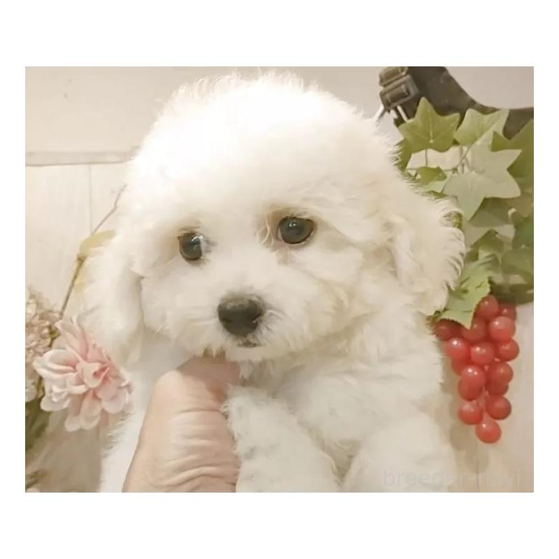 販売中の愛知県のビションフリーゼ-414555の12枚目