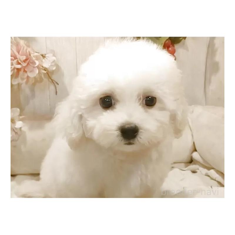 販売中の愛知県のビションフリーゼ-414555の11枚目