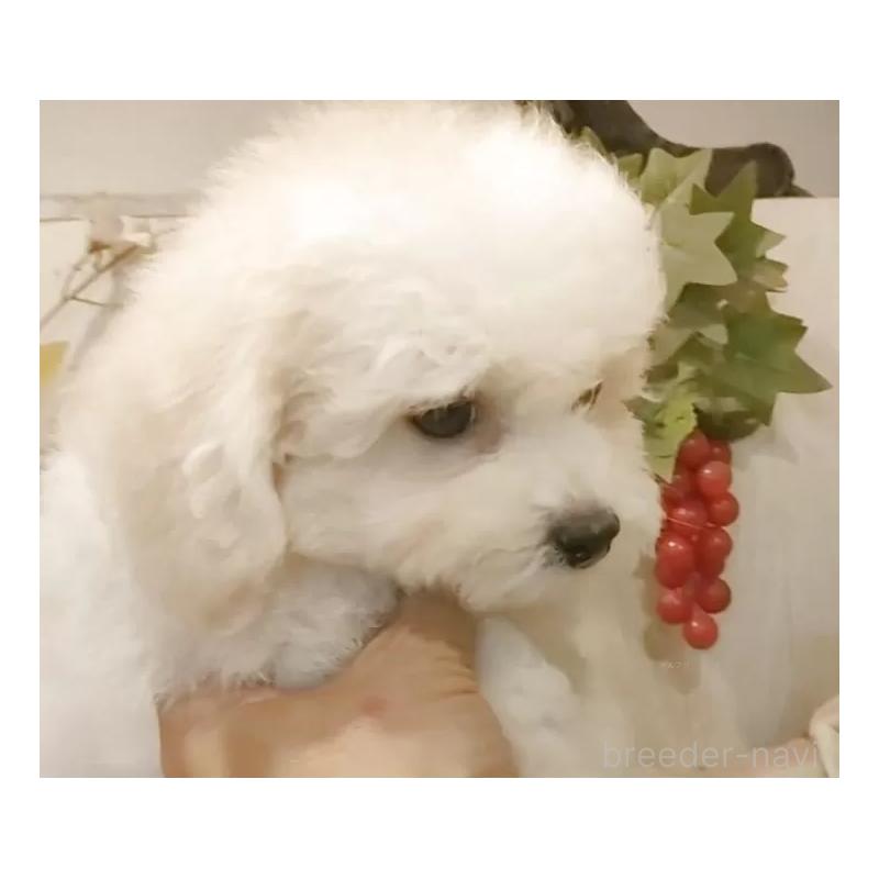 販売中の愛知県のビションフリーゼ-414555の10枚目