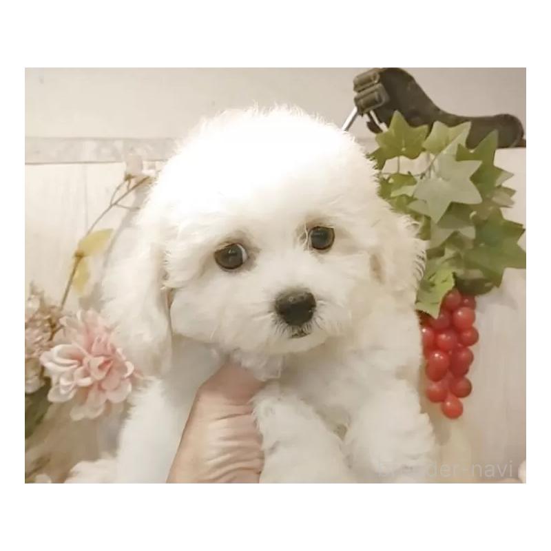 販売中の愛知県のビションフリーゼ-414555の9枚目