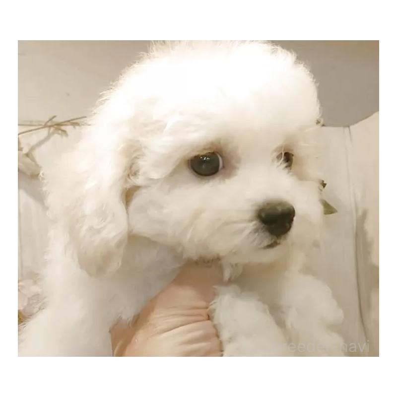 販売中の愛知県のビションフリーゼ-414555の8枚目