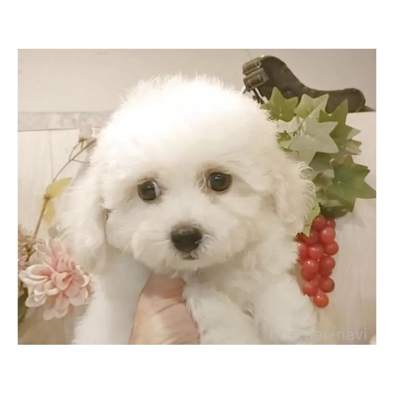 販売中の愛知県のビションフリーゼ-414555の7枚目