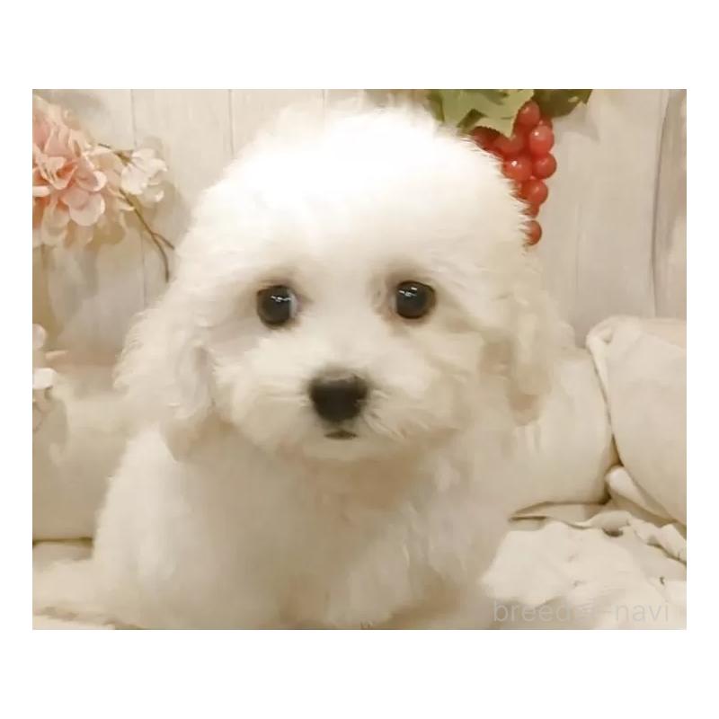 販売中の愛知県のビションフリーゼ-414555の6枚目