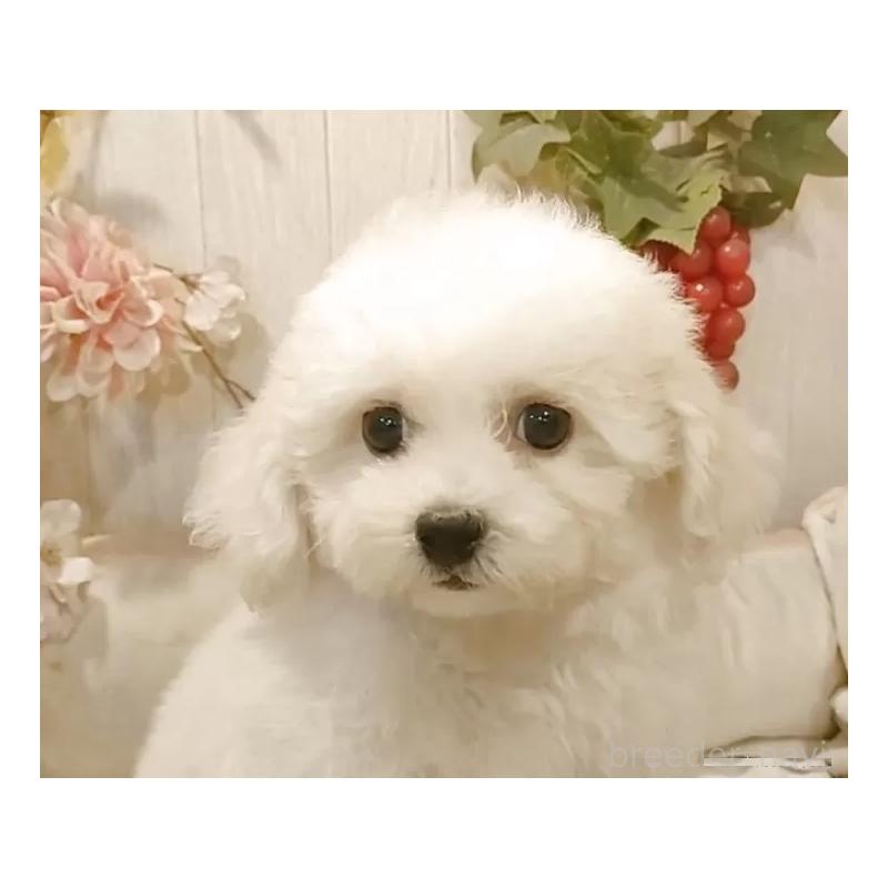 販売中の愛知県のビションフリーゼ-414555の5枚目