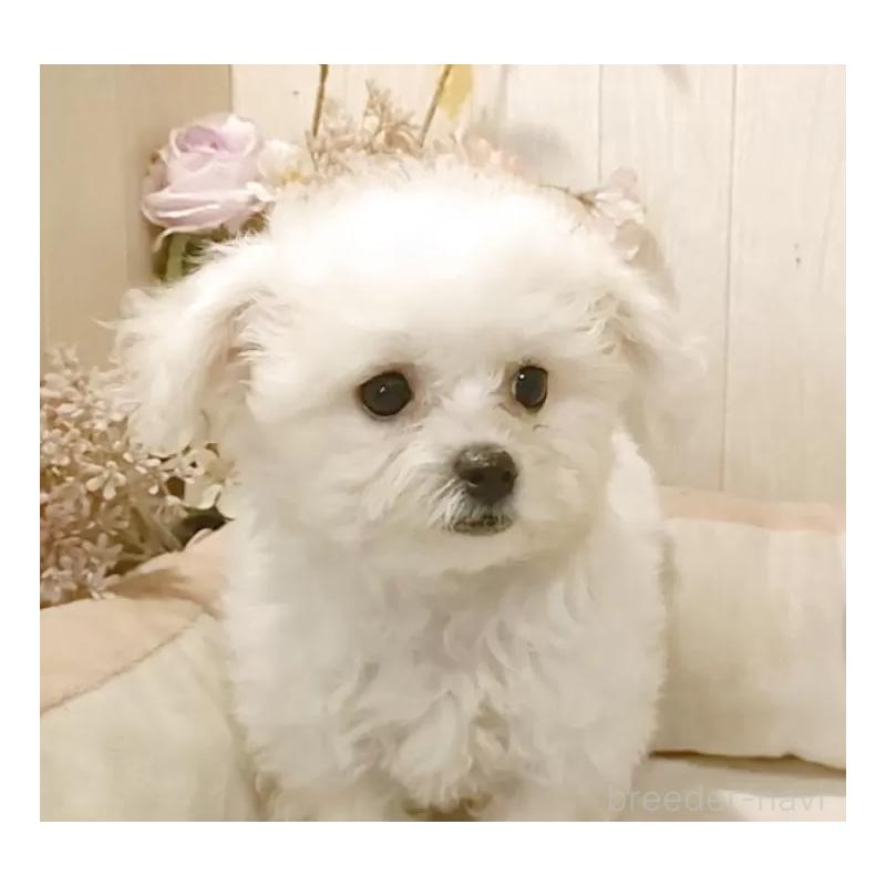 販売中の愛知県のビションフリーゼ-414555の4枚目