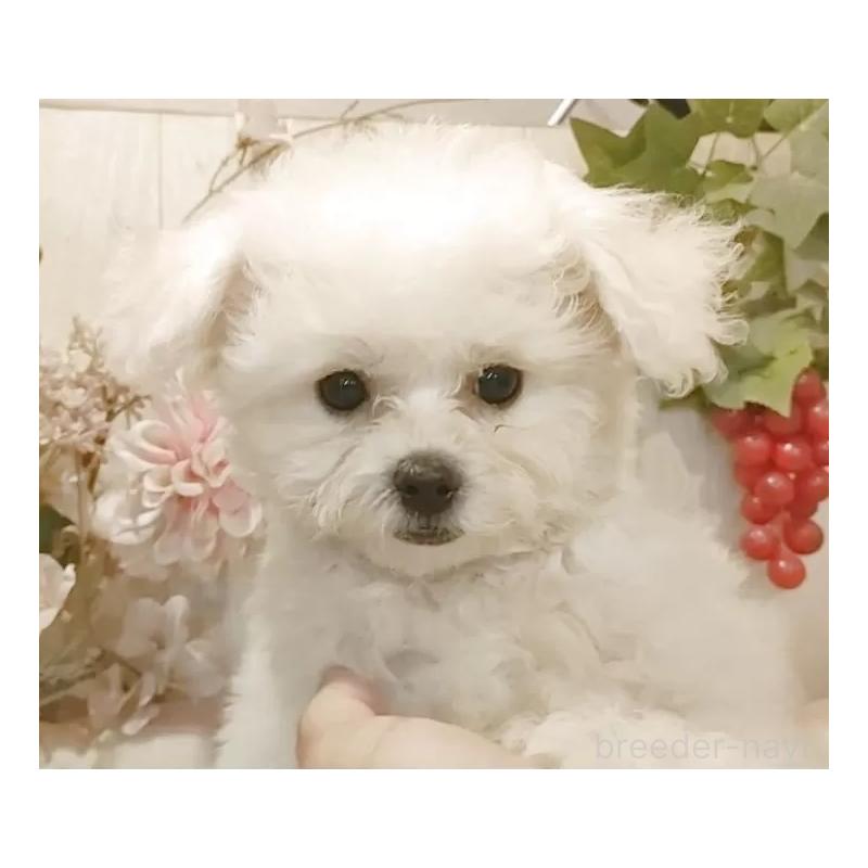 販売中の愛知県のビションフリーゼ-414555の3枚目