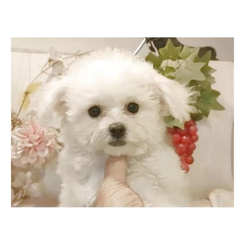 販売中の愛知県のビションフリーゼ-414555の2枚目