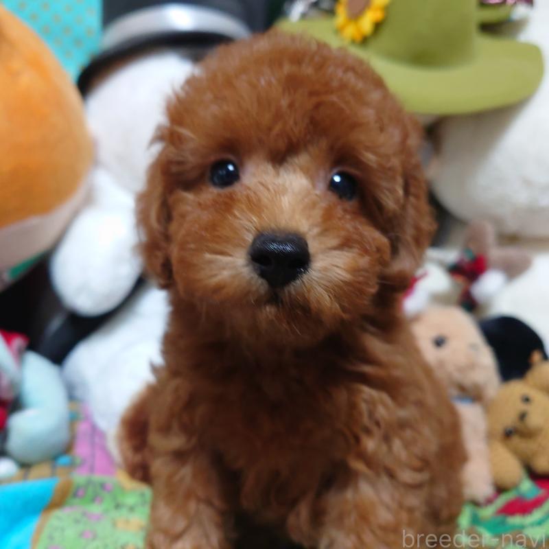 販売中の福岡県のトイプードル-419736