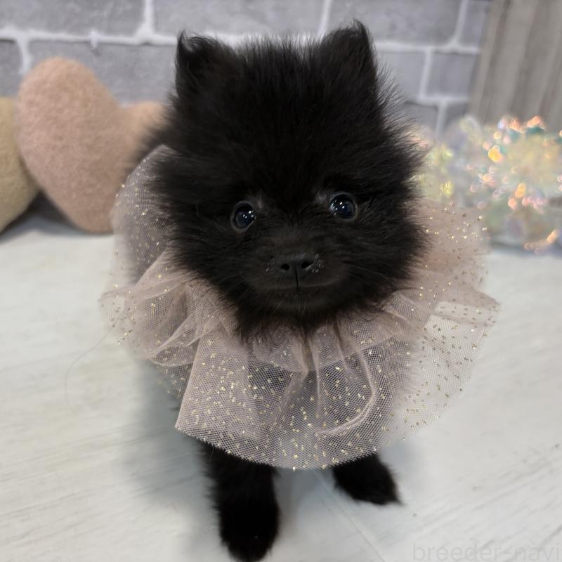 販売中の東京都のポメラニアン-424039の8枚目