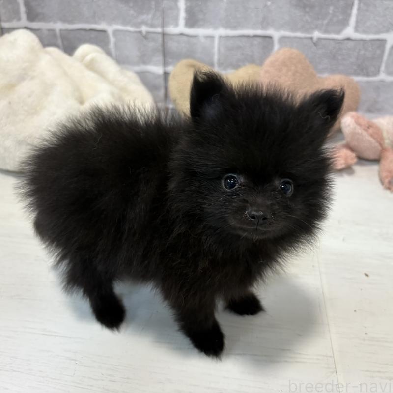 販売中の東京都のポメラニアン-424039の7枚目
