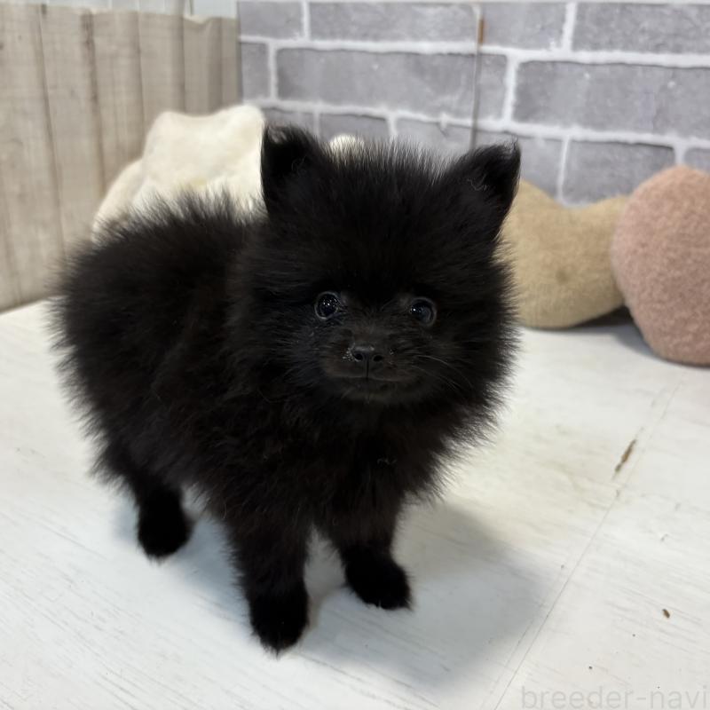 販売中の東京都のポメラニアン-424039の6枚目
