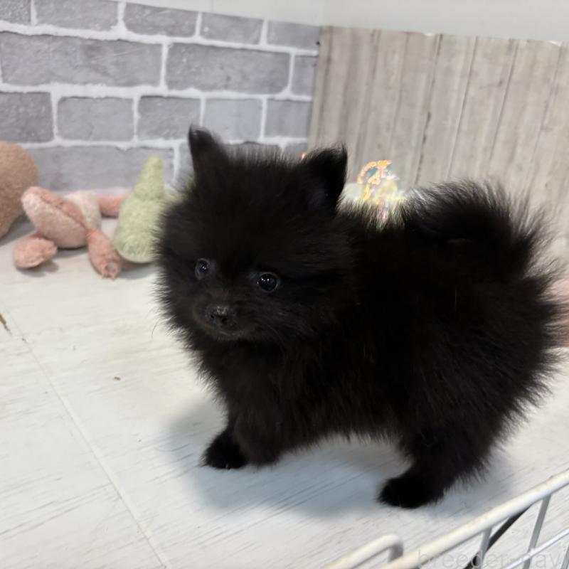 販売中の東京都のポメラニアン-424039の5枚目