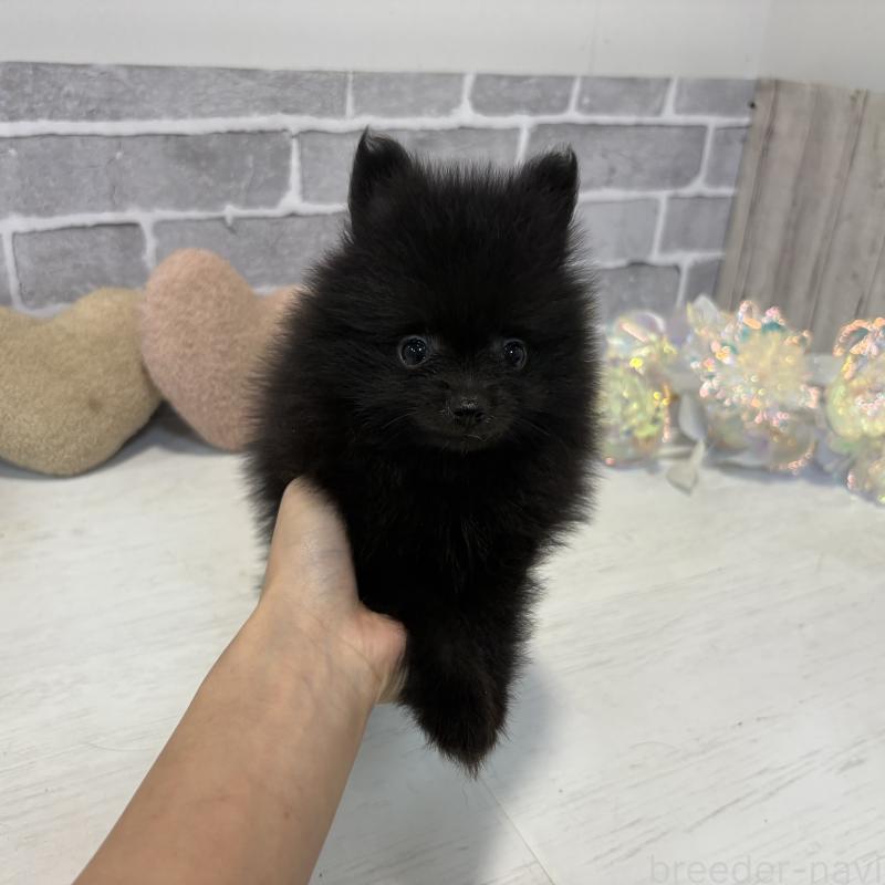 販売中の東京都のポメラニアン-424039の4枚目