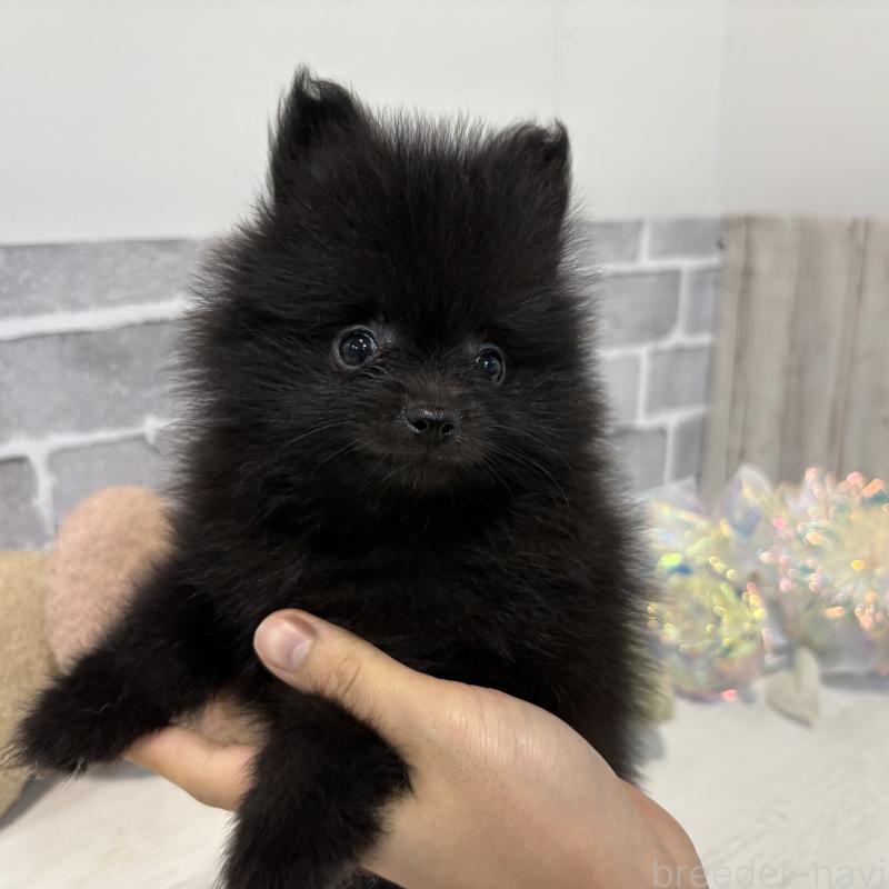 販売中の東京都のポメラニアン-424039の3枚目