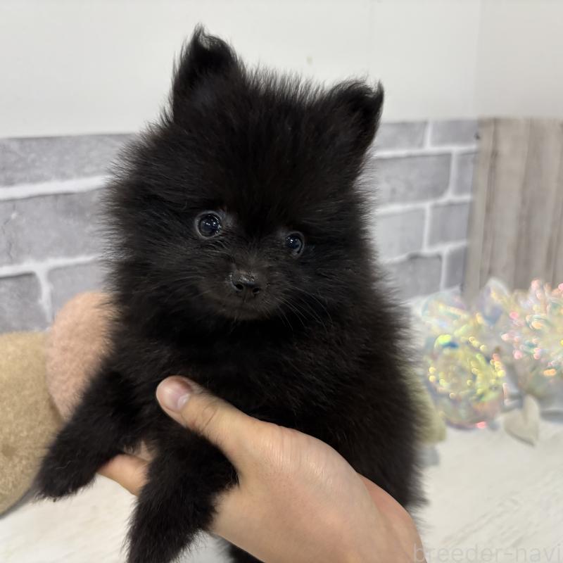 販売中の東京都のポメラニアン-424039の2枚目