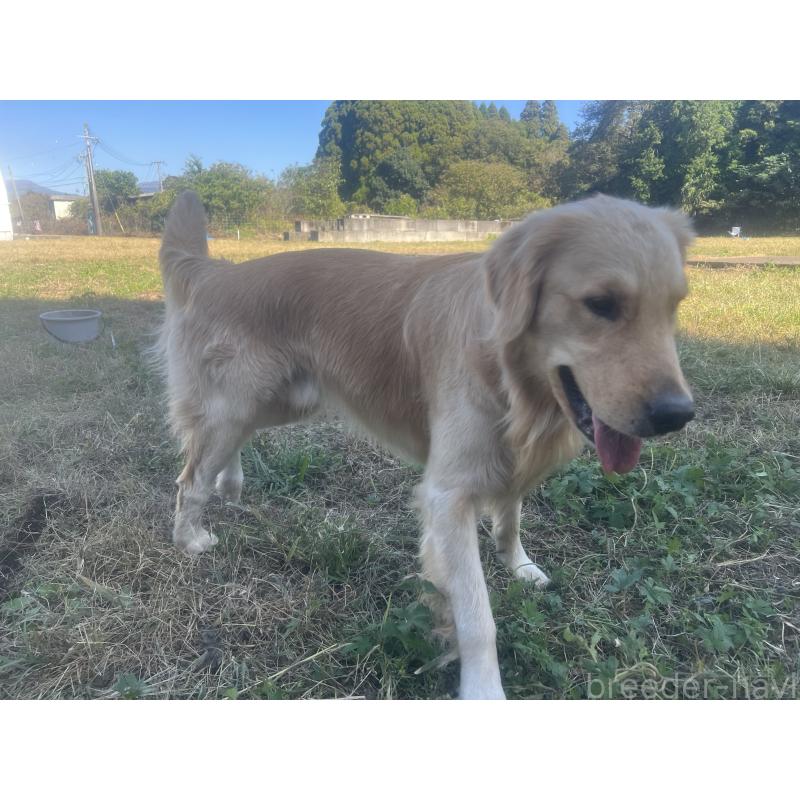 販売中の鹿児島県のゴールデンレトリーバー-379888の5枚目