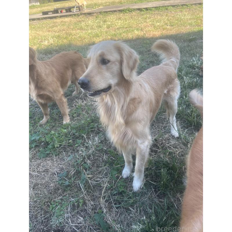 販売中の鹿児島県のゴールデンレトリーバー-379888の4枚目
